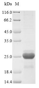 Greater than 85% as determined by SDS-PAGE.Recombinant Hordeum Vulgare Dehydrin Dhn1 (DHN1) Protein (His&Myc)