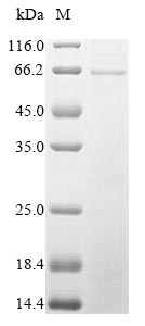 Greater than 85% as determined by SDS-PAGE.Recombinant Aspergillus Niger Glucose Oxidase (GOX) Protein (His)