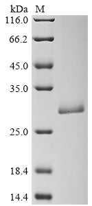 Greater than 90% as determined by SDS-PAGE.Recombinant Staphylococcus Aureus Enterotoxin Type E (ENTE) Protein (His)