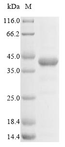 Greater than 85% as determined by SDS-PAGE.Recombinant Human Hla Class I Histocompatibility Antigen, Alpha Chain E (HLA-E) Protein (His&Myc)