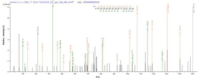 Based on the SEQUEST from database of Baculovirus host and target protein, the LC-MS/MS Analysis result of this product could indicate that this peptide derived from Baculovirus-expressed Vaccinia virus (strain Copenhagen) (VACV) PS/HR.Recombinant Vaccinia Virus Protein B5 (PS/HR) Protein (His&Myc)