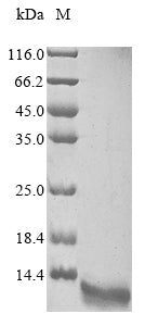 Greater than 90% as determined by SDS-PAGE.Recombinant Methanothermus Fervidus Dna-Binding Protein Hmf-2 (HMFB) Protein (His&Myc)
