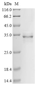 Greater than 90% as determined by SDS-PAGE.Recombinant Drosophila Melanogaster Neuroglian (NRG) Protein (His)