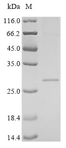 Greater than 85% as determined by SDS-PAGE.Recombinant Lassa Virus Pre-Glycoprotein Polyprotein Gp Complex (GPC) Protein (His&Myc)