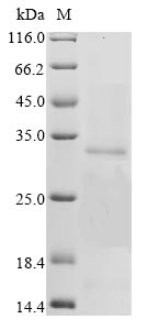 Greater than 85% as determined by SDS-PAGE.