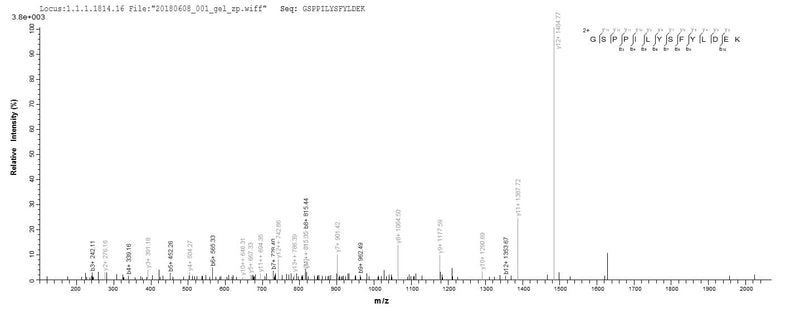 Based on the SEQUEST from database of Baculovirus host and target protein, the LC-MS/MS Analysis result of this product could indicate that this peptide derived from Baculovirus-expressed Rabies virus (strain HEP-Flury) (RABV) G.Recombinant Rabies Virus Glycoprotein (G) Protein (His)
