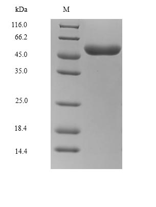 Greater than 85% as determined by SDS-PAGE.Recombinant Rabies Virus Glycoprotein (G) Protein (His)