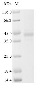 Greater than 85% as determined by SDS-PAGE.Recombinant Lake Victoria Marburgvirus Envelope Glycoprotein (GP) Protein (His&Myc)