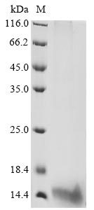 Greater than 90% as determined by SDS-PAGE.