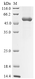 Greater than 90% as determined by SDS-PAGE.Recombinant Sars-Cov-2 Spike Glycoprotein (S) Protein (hFc)