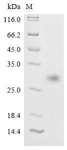 Greater than 90% as determined by SDS-PAGE.Recombinant Sars-Cov-2 Spike Glycoprotein (S) Protein (His)