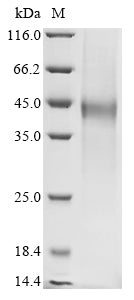 Greater than 85% as determined by SDS-PAGE.Recombinant Newcastle Disease Virus Hemagglutinin-Neuraminidase4 (HN) Protein (His)