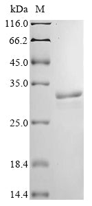 Greater than 85% as determined by SDS-PAGE.