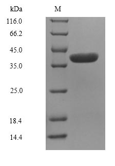 Greater than 85% as determined by SDS-PAGE.Recombinant Lithobates Catesbeiana Saxiphilin (SAX) Protein (His)