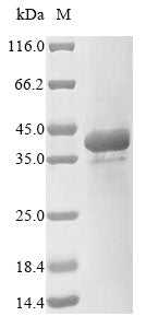 Greater than 85% as determined by SDS-PAGE.