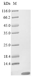 Greater than 90% as determined by SDS-PAGE.Recombinant Paraponera Clavata Delta-Paraponeritoxin-Pc1A (DELTA-PPOTX-PC1A) Protein (His)