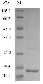 Greater than 85% as determined by SDS-PAGE.