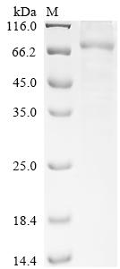 Greater than 85% as determined by SDS-PAGE.Recombinant Sars-Cov-2 Replicase Polyprotein 1Ab (REP) Protein (His)