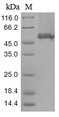Greater than 85% as determined by SDS-PAGE.Recombinant Human Large Proline-Rich Protein Bag6 (BAG6) Protein (His&Myc)