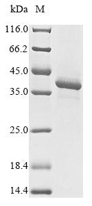 Greater than 85% as determined by SDS-PAGE.