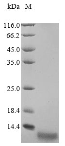 Greater than 85% as determined by SDS-PAGE.Recombinant Methanothermus Fervidus Dna-Binding Protein Hmf-1 (HMFA) Protein (His&Myc)