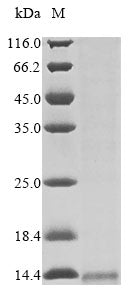 Greater than 85% as determined by SDS-PAGE.Recombinant Leiurus Hebraeus Alpha-Like Toxin Lqh6 Protein (His&Myc)