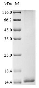 Greater than 85% as determined by SDS-PAGE.Recombinant Leiurus Hebraeus Alpha-Like Toxin Lqh7 Protein (His&Myc)