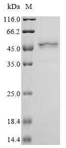 Greater than 85% as determined by SDS-PAGE.