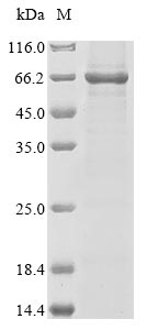 Greater than 85% as determined by SDS-PAGE.Recombinant Lassa Virus Nucleoprotein (N) Protein (His&Myc)