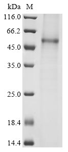 Greater than 85% as determined by SDS-PAGE.Recombinant Hantaan Virus Envelopment Polyprotein (GP) Protein (His)