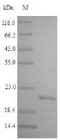 Greater than 85% as determined by SDS-PAGE.Recombinant Mycobacterium Bovis Alpha-Crystallin (HSPX) Protein (His)