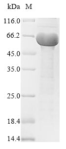 Greater than 85% as determined by SDS-PAGE.