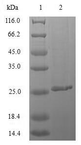 Greater than 85% as determined by SDS-PAGE.