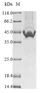 Greater than 85% as determined by SDS-PAGE.