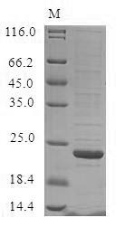 Greater than 85% as determined by SDS-PAGE.