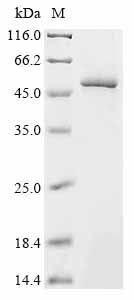 Greater than 85% as determined by SDS-PAGE.Recombinant Influenza C Virus Hemagglutinin-Esterase-Fusion Glycoprotein (HE) Protein (His)