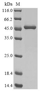 Greater than 85% as determined by SDS-PAGE.Recombinant Chicken Heat Shock 70 Kda Protein (HSP70) Protein (His&Myc)