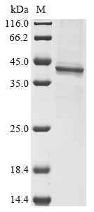 Greater than 85% as determined by SDS-PAGE.