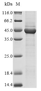 Greater than 85% as determined by SDS-PAGE.Recombinant Rotavirus A Intermediate Capsid Protein Vp6 Protein (His&Myc)