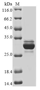 Greater than 85% as determined by SDS-PAGE.