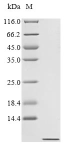 Greater than 90% as determined by SDS-PAGE.