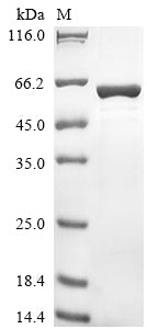 Greater than 85% as determined by SDS-PAGE.