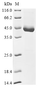 Greater than 90% as determined by SDS-PAGE.Recombinant Classical Swine Fever Virus Genome Polyprotein Protein (His)
