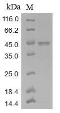 Greater than 85% as determined by SDS-PAGE.