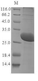 Greater than 85% as determined by SDS-PAGE.Recombinant Methanothermobacter Marburgensis F420-Dependent Nadp Reductase (FNO) Protein (His&Myc)