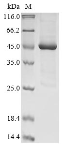 Greater than 85% as determined by SDS-PAGE.