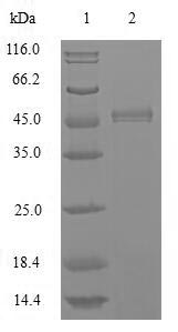 Greater than 85% as determined by SDS-PAGE.