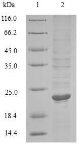 Greater than 90% as determined by SDS-PAGE.Recombinant Marmota Monax Tumor Necrosis Factor (TNF) Protein (His)