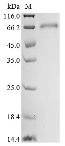 Greater than 85% as determined by SDS-PAGE.Recombinant Human Gamma-Butyrobetaine Dioxygenase (BBOX1) Protein (His-GST)