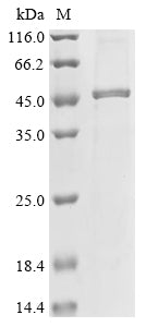 Greater than 85% as determined by SDS-PAGE.